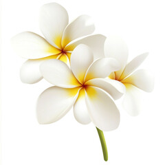 Three plumeria flowers with white petals and yellow centers isolated on a transparent background