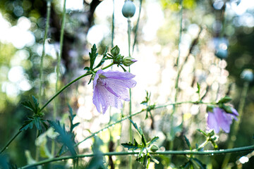Pink musk mallow (Malva moschata) and poppy seed pods (Papaver) in a natural perennial garden. A soft, late-summer scene full of texture and romantic cottage garden inspiration.