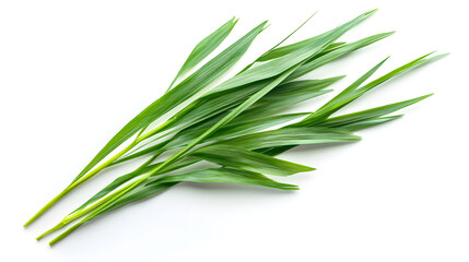 Fototapeta premium Fresh green herbs arranged elegantly on a light background, showcasing their vibrant color and texture.