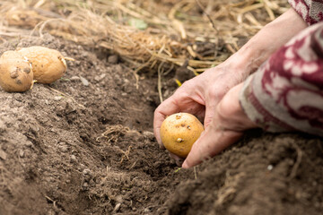 Close-up of farmer's hands planting potato tubers in soil in organic field. Garden work in spring. Traditional agriculture.