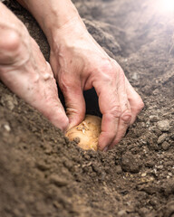 Close-up of farmer's hands planting potato tubers in soil in organic field. Garden work in spring. Traditional agriculture.