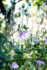 Pink musk mallow (Malva moschata) and poppy seed pods (Papaver) in a natural perennial garden. A soft, late-summer scene full of texture and romantic cottage garden inspiration.