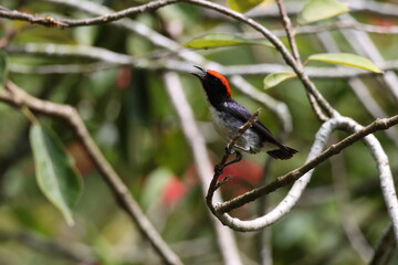 Scarlet-backed Flowerpecker bird (Dicaeum cruentatum) perched on a tree, chirping with beak open. Note the distinctive scarlet red crown which contrasts against its white body and shiny blue wings.