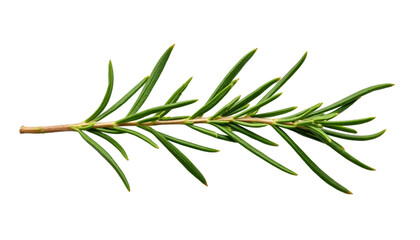 Close-Up Rosemary Twig And Leaves Macro Photography