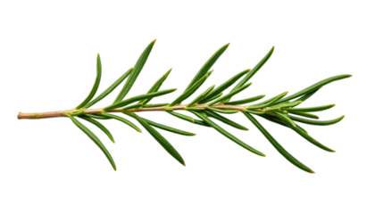 Close-Up Rosemary Twig And Leaves Macro Photography