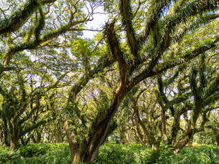 trambesi or samanea aman trees look sturdy and covered with vines or moss, adding a natural and slightly mystical impression to this forest.