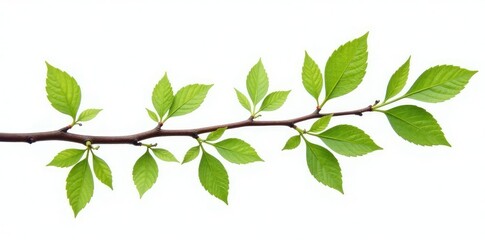 Fototapeta premium Branches with small leaves on a white background, branch details, isolated, branch texture