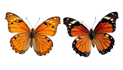 Obraz premium Butterfly Beauty: Two Yellow Pollinators Isolated