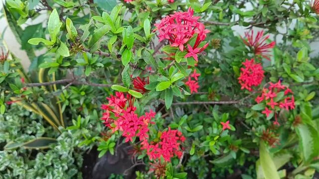 Soka flowers or ixora chinensis growing in a pot.