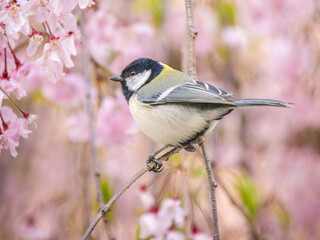 桜とシジュウカラ