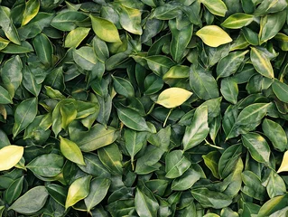 Lush Green Leaves: A natural tapestry of fresh, vibrant foliage creating a soothing and organic background.