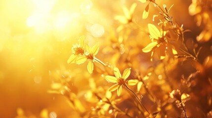 Fototapeta premium Golden Hour Blooms: A symphony of sunlit yellow flowers, bathed in the warm glow of the setting sun. Nature's vibrant masterpiece.