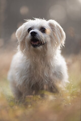 Happy small dog outdoors in soft light
Adorable small dog with light-colored fur standing in a field, captured in warm soft light. 