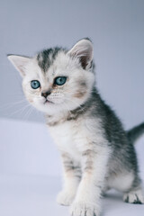 Obraz premium Studio portrait of a small kitten with blue eyes sitting on a white surface against a clean grey background, creating a minimal and elegant animal photo