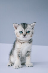 Studio portrait of a small kitten with blue eyes sitting on a white surface against a clean grey background, creating a minimal and elegant animal photo