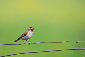 Common firecrest singing on a branch.
