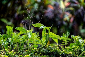 A plant with green leaves and a raindrop