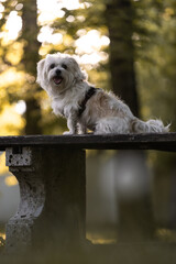 A small white dog calmly sitting on a stone bench in a park during a leisurely walk. The peaceful...
