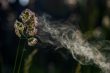 Grass pollen in the air. Hay fever. Seasonal allergy problem.