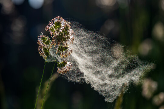 Grass pollen in the air. Hay fever. Seasonal allergy problem.