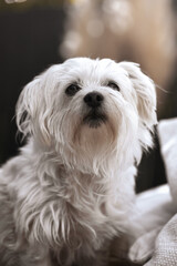 A charming portrait of a Maltese mix dog sitting in a garden, enhanced with subtle vintage editing to give the image a nostalgic and warm feel. 