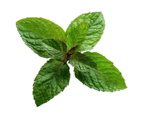 Fresh mint leaves for culinary use and herbal benefits, cut out transparent