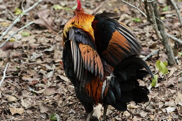 Rear view of a Male Chicken flapping its wings – Red Junglefowl (Gallus gallus). Domesticated Chicken’s wild ancestor. Note vibrant plumage showing it is a male, and the glorious, gorgeous feathers.