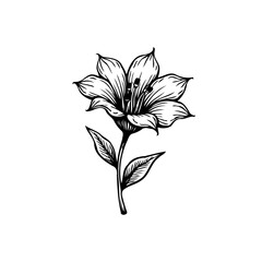 Elegant monochrome floral illustration showcasing a refined botanical sketch