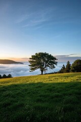 Obraz premium arafed tree on a hill with a view of the ocean below