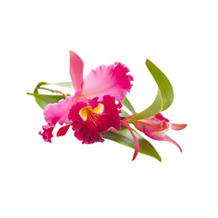 Beautiful Cattleya orchid flower displayed in full bloom on transparent background