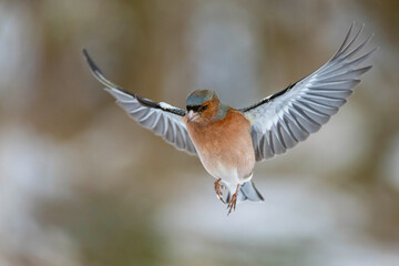 Common Chaffinch Fringilla coelebs in Flight. Wild Bird