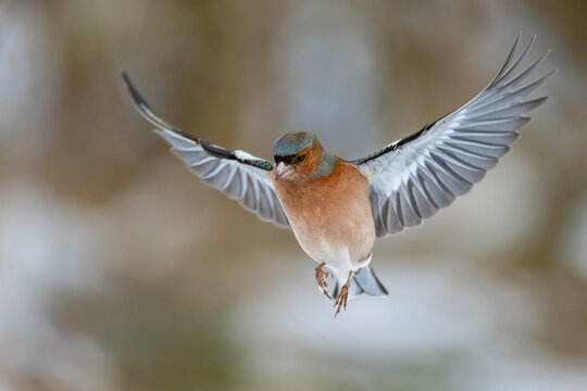 Common Chaffinch Fringilla coelebs in Flight. Wild Bird