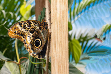 Exotic large butterfly resting on a wooden slat of a gazebo. Beautiful butterfly with dots on its wings. Detail of a beautiful large butterfly.