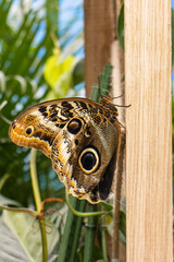 Exotic large butterfly resting on a wooden slat of a gazebo. Beautiful butterfly with dots on its wings. Detail of a beautiful large butterfly.