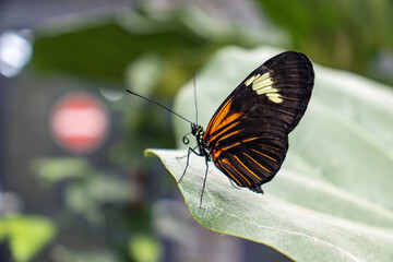 Exotic colorful butterfly resting on a leaf of a tropical plant. Detail of a butterfly with orange-black wings. Beautiful large butterfly.