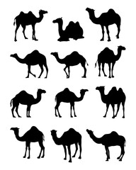 various camel silhouette poses collection
