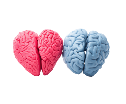 Interconnected pink and blue brain shapes representing unity, cut out transparent