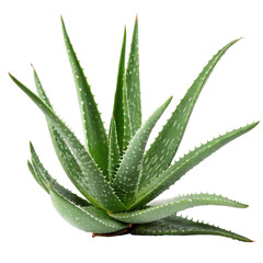 aloe vera plant isolated