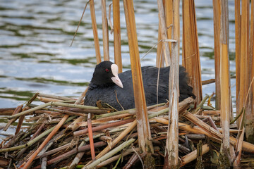 On a cloudy, windy spring day, an adult common coot sits on the nest above the water.