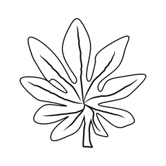 Obraz premium PrintPapaya leaf outline illustration. Tropical plant drawing.
