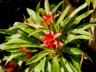 Bromeliad plant growing on the Island of Madeira

