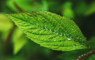Drops of clean transparent water on leaves. Spring summer natural background.