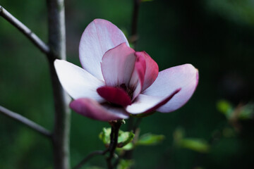Obraz premium Blooming magnolia on a green background