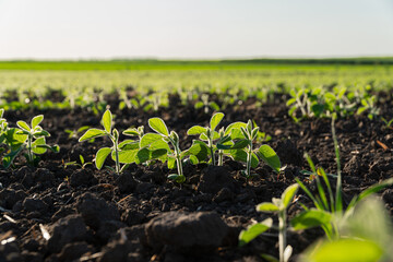 Small soybean sprouts emerge from rich dark soil under bright sunlight, indicating healthy growth in a vast agricultural field