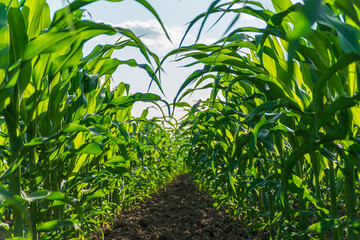 Rows of young corn sprouts reach for sunlight in a well-tended agricultural field, showcasing vibrant green leaves and healthy growth