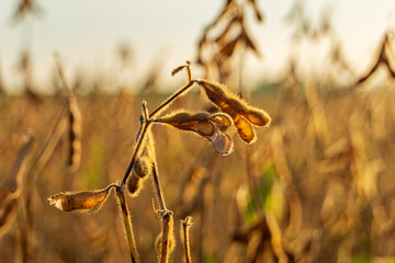 Soybean plants display their pods filled with seeds, thriving in a sun-kissed field during the late...