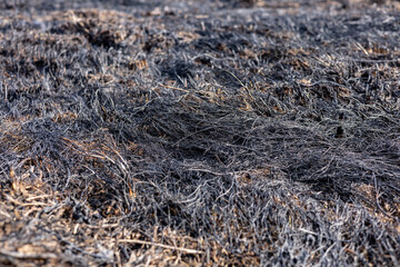 Charred remnants of grass cover the ground, showing the impact of a recent wildfire during the summer season in a rural environment
