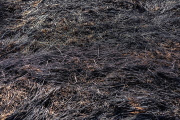 Blackened grass covers the ground, depicting the consequences of a recent wildfire in a rural environment