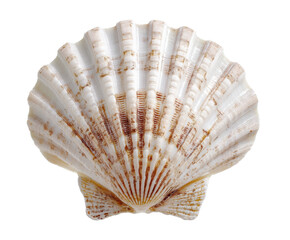 Obraz premium Beautiful seashell with intricate texture for decorative use, cut out transparent