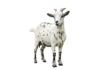 Fototapeta premium Cute Spotted Goat Image